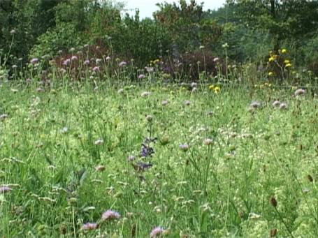 Nettetal : NABU Naturschutzhof, Wildblumenwiese eine ideale Nektarquelle für Insekten